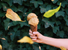 image of cup of pumpkin spice cookie dough in front of leaves falling